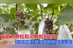 葡萄大颗粒和小颗粒的对比，你觉得哪个好，吃的时间该怎么选？视频封面