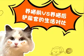 养猫前vs养猫后，铲屎官：生活变化大，但不后悔#居家铲屎官#