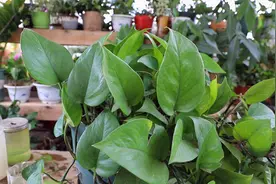 绿萝太繁茂，剪些枝条来扦插，加上一粒药，成活率飙升视频封面