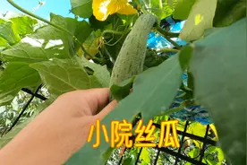 青岛一楼小院丝瓜秋后“疯狂”结瓜，我用了这种“自制”肥料！视频封面