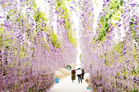 四川绵阳涪城区青义川北樱花园：樱花开时如绯云，风情万种胜芳群视频封面
