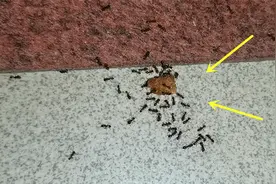 今天才知道，消灭蚂蚁有诀窍，方法简单效果好，蚂蚁来一窝灭一窝视频封面