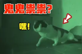 男子喂了只猫一年多，期间从没见过它，见到时直夸被萌化了视频封面