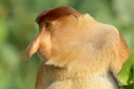 马来西亚的国宝动物，号称当地最帅的猴子，鼻子是它的亮点视频封面