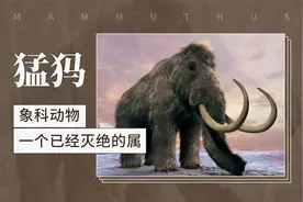 猛犸——象科动物一个已经灭绝的属视频封面
