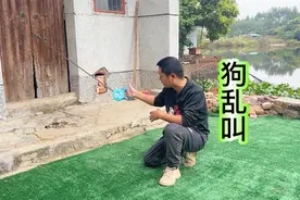 你们家狗也会乱叫吗？粉丝求助训犬师，看训犬师如何解决