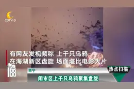 西宁：闹市区上千只乌鸦聚集盘旋 动物专家回应原因