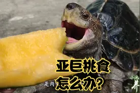 新手养亚州巨龟10问：5、亚州巨龟只吃肉不吃青菜，挑食怎么办？视频封面
