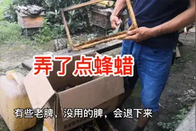 中蜂的蜂蜡，几种常见的用途视频封面