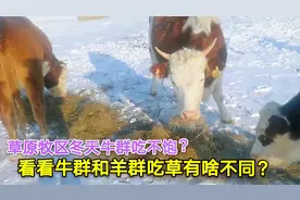 草原冬天怕牛吃不饱？牧民用干草补充营养，看看牛羊吃草有啥不同视频封面