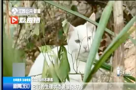 南京八所高校发起TNR行动 为流浪猫做绝育