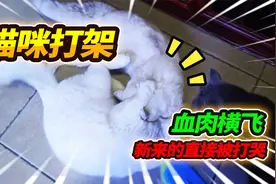 猫咪打架不堪入目，互相撕咬遍地猫毛，猫咪团团竟被安格鲁貂戏耍视频封面