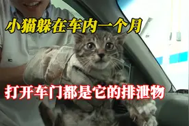 小猫躲在车内一个月，打开车门都是它的排泄物，小姐姐好气又好笑视频封面