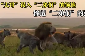 狮子“大哥”误入鬣狗“二弟”们的领地，“二弟”一点情面也不给视频封面