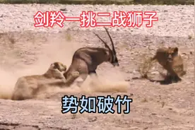 剑羚气势如虹，头顶双剑一挑二战狮子，打得狮子毫无还手之力视频封面