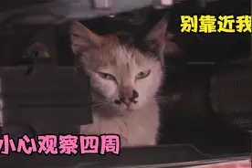 母猫将小猫藏到车底盘内，暗中观察四周，最后司机收养了它视频封面