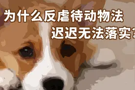 【飞碟说】为什么反虐待动物法迟迟无法落实？视频封面