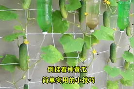 在墙上种黄瓜：既节省空间又能收获高产量，家里没有菜园也可以种视频封面