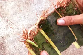 金边虎尾兰的分段扦插土培，这招太实用了，一棵变百棵的好方法视频封面