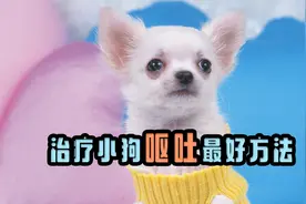 小狗呕吐了，治疗小狗呕吐最好方法