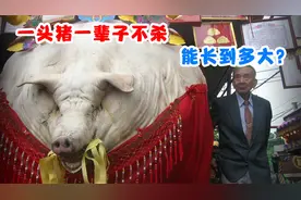 一头猪一辈子不杀，能长到多大？浙江猪王重达2200斤