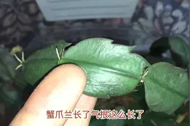 别花钱买蟹爪兰了，找个油桶来”繁殖“，30天就生根，养不完视频封面