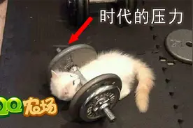 曾经火爆全国，半夜都要起来偷菜的QQ农场，是怎么衰落的？