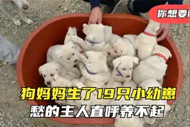狗妈妈生了19只小幼崽，愁的主人直呼养不起，你想要这些小奶狗吗视频封面