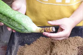 “砍头”的芦荟，如何正确栽种？手把手教你视频封面