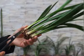 兰花整棵烂根了-空根了，不要慌，记住这招-新根立马蹭蹭长视频封面