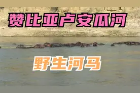 你们见过野生的河马吗？带你看非洲赞比亚的卢安瓜河里的河马！