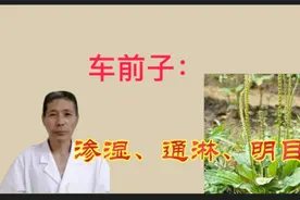 车前子：利水见长，治疗水泻。视频封面