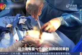 痛心！200斤海龟误食6斤海洋垃圾后不幸死亡，体内取出这些东西视频封面