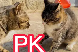 猫咪打架有多搞笑：气呼呼看对方，闭眼狂甩12拳，扭头自己生闷气视频封面