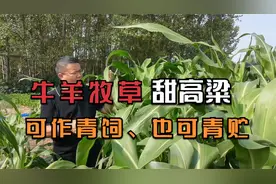 春夏季都能种的牧草，甜高粱牛羊爱吃，可多次收割，亩产10~15吨视频封面