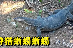 印度尼西亚职业猎人，带上徒弟在养鸡场狩猎蜥蜴视频封面