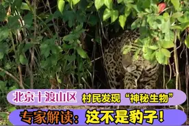 北京十渡山区村民发现神秘生物，专家解读：这根本不是豹子视频封面