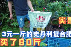 3块一斤买了80斤史丹利复合肥，不用担心雨天没办法给月季施肥了视频封面