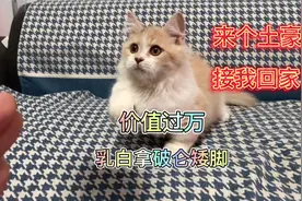 拿破仑矮脚猫和曼基康矮脚猫如何区分，矮脚猫是怎么繁殖出来的视频封面