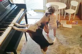 主人不放心狗狗和宝宝独自在家，打开监控后，狗狗的反应太搞笑了