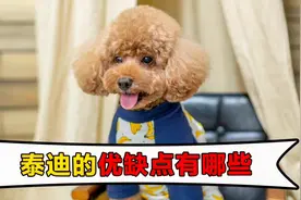 泰迪的优缺点有哪些？视频封面