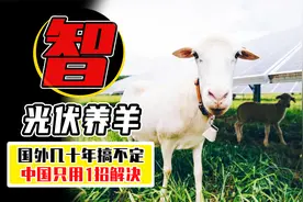 光伏发电站疯狂长草，老外几十年都没解决，谁想被中国一招搞定视频封面