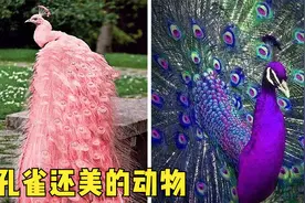 8种世界上最美丽的动物，孔雀有你从未见识过的美貌？视频封面