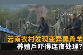 云南农村发现变异黑骨羊，肉跟骨头变成黑色，养殖户吓连夜处理？