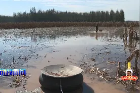 问政再问：上千亩玉米地被淹保险定损为何迟迟无结论？视频封面