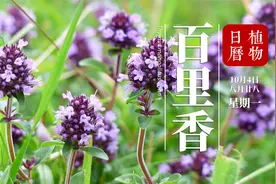 百里香：它可防疫治病，可当香料还赋予人们勇气，你认识它么？视频封面