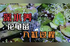 花龟深水还是过背水养？珍珠龟小苗深水养，新龟入缸过程注意事项视频封面