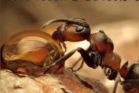 行军蚁VS子弹蚁谁更凶悍