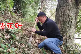 朋友转帐3600元，委托到山上帮他找绣花针，你有见过吗