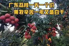 广东荔枝大量上市，收购价跌一元涨三毛，果农不忍放手继续摘视频封面